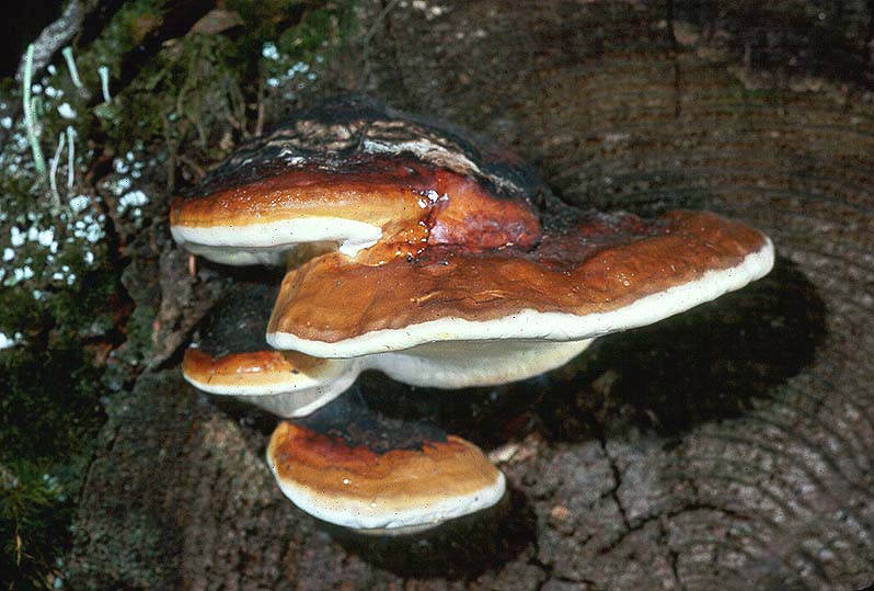 Fomitopsis pinicola